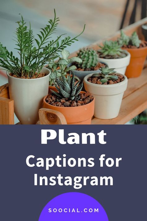 Plant Captions, Beautiful Captions, Cute Captions, Morning Vibes, Captions For Instagram, Instagram Captions, Potted Plants, Selfies, Planter Pots