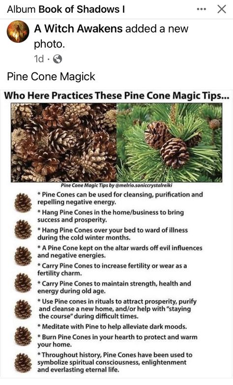 Ancient Egypt Civilization, Norse Paganism, Magic Store, Spells For Beginners, Baby Witch, Album Book, Pine Cone, Book Of Shadows, Pine Cones