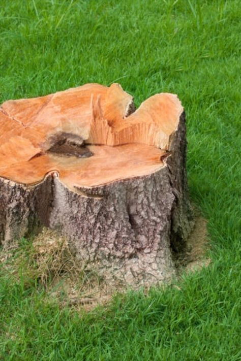 Tree stump in yard. Tree Stumps Diy, Removing Tree Stumps, Sod Installation, Stump Removal, Tree Surgeons, Tree Stumps, Tree Pruning, Tree Removal, Mother Earth News