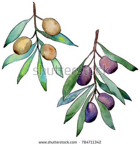 Olive Clipart, Branch Drawing, Cool Tree Houses, Watercolor Graphic, Branch Design, Tree Illustration, Watercolor Trees, Tree Drawing, Background Texture