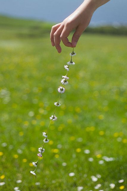 photo Grass And Flowers, Daisy Love, Plant Information, Field Of Dreams, Foto Tips, Foto Art, Edible Plants, Daisy Chain, The Meadows