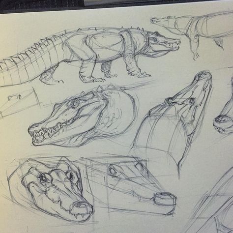 Some Drawings, Animal Drawings Sketches, Some Sketches, Animal Anatomy, Animal Study, Animal Drawing, Creature Drawings, Dinosaur Art, Anatomy Drawing