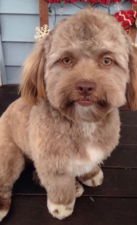 This Dog Is F Up Bro, Ugly Dog Haircut, Scraggly Dog, Mulch Dog, Crusty White Dog, Mulch Gang, Weird Dogs, Ugly Dog, Wholesome Dog