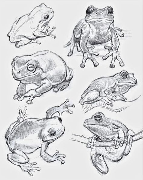 Frog Drawing Sketches, Frog Reference, Frog Sketch, Visual Library, Animal Drawings Sketches, Drawings Ideas, Frog Art, Animal Sketches, Sketchbook Inspiration