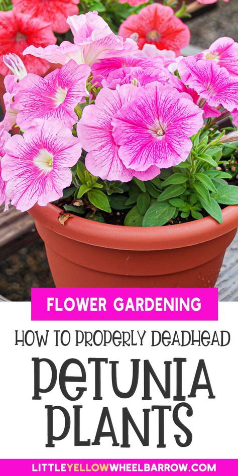 How to Deadhead Petunias and Why You Should Petunia Garden, Petunia Hanging Baskets, Petunia Care, Budget Flowers, Wilted Flowers, Petunia Plant, Petunia Flower, Deadheading, Best Perennials