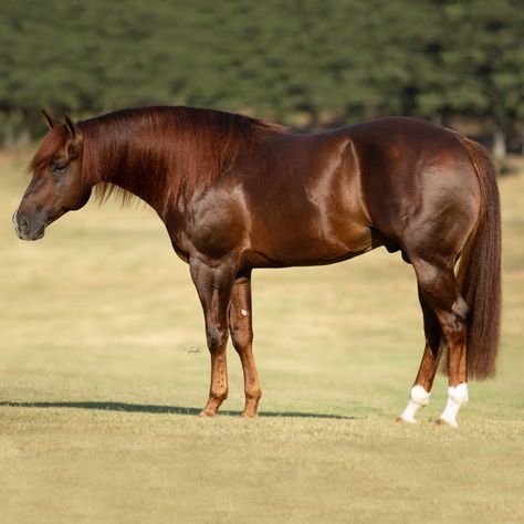 Reining Horses, Quarter Horses, Aqha Stallion, Horse Portraits, Quarter Horse Stallion, American Quarter Horse, Horse Portrait, Horse Owner, Horse Drawings