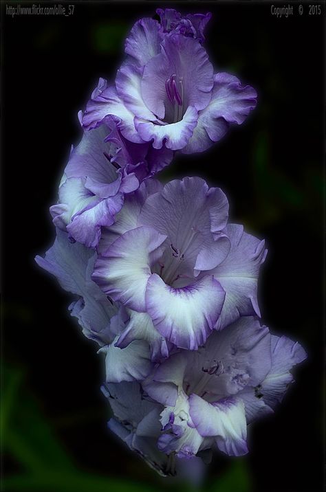 Plants Photography, Gladiolus Flower, Tropical Africa, Gladioli, Have A Lovely Weekend, Blossoms Art, Unusual Flowers, Orchid Care, Purple Orchids