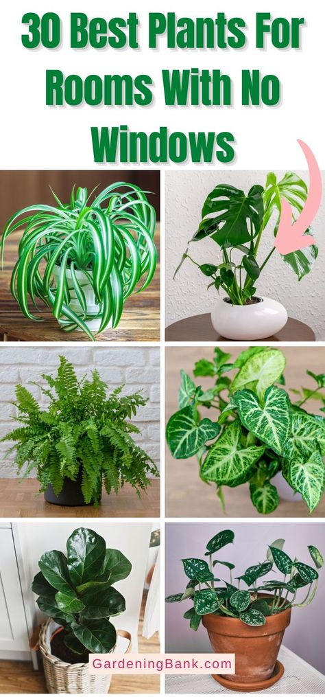 30 Best Plants For Rooms With No Windows pinterest image. How To Have A Green Thumb, Caring For House Plants, Rooms With No Windows, Houseplant Inspiration, Beginner Plants, Inside House Plants, Easy Houseplants, Houseplant Tips, Plants For Beginners