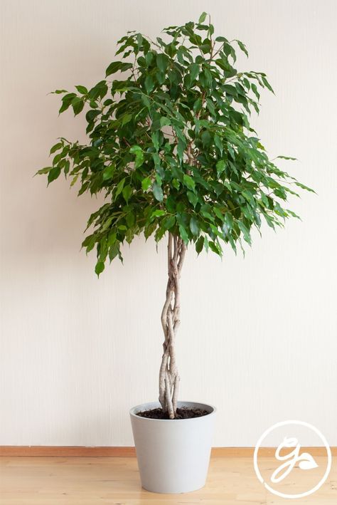 Large House Plants Indoor, Ficus Tree Care, Ficus Tree Indoor, Weeping Fig, Ficus Benjamina, Indoor Tree, Ficus Tree, Fertilizer For Plants, Once A Month