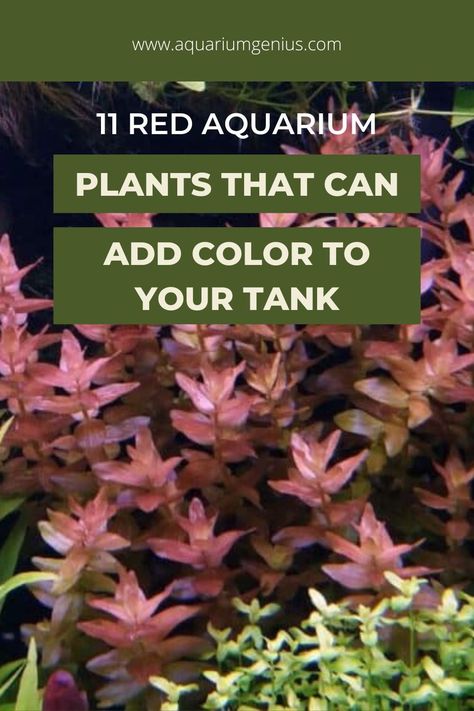 Aquatic Plants Aquarium, Aquarium Plants Freshwater, Walstad Aquarium, Red Aquarium, Underwater Aquarium, Aquarium Aesthetic, Freshwater Plants, Freshwater Aquarium Plants, Fancy Fish