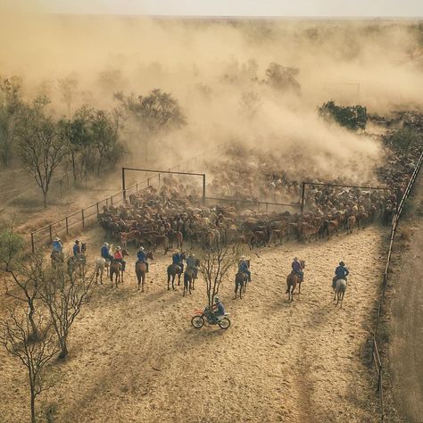 And the day is done. Yarding up steers at Meda Station, Western Kimberly’s WA...… Mexican Standoff, Cattle Station, Ringers Western, Gibb River Road, Australian Country, Australian Farm, Country Vibe, Farming Life, Cowboy Life