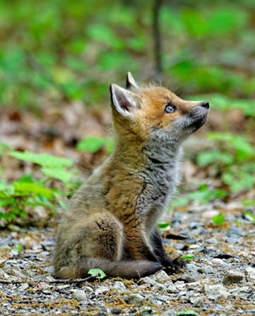 Fuchs Baby, Regnul Animal, Baby Fox, Cute Fox, Cute Creatures, Sweet Animals, Animal Photo, Nature Animals, 귀여운 동물