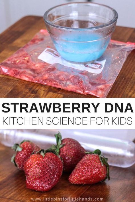 Anytime we can pop into the kitchen to try NEW and COOL science, I am all for it. Have you ever seen DNA up close? My guess is no! This strawberry DNA science activity is perfect for your budding scientist to experiment with in the kitchen. Smashed strawberries, DNA you can see, and an AMAZING new learning experience! Strawberry Science Experiment, Extracting Dna From Strawberries, Strawberry Activities For Kids, Dna Craft, Strawberry Activities, Dna Extraction Lab, Food Science Experiments, Dna Extraction, Dna Activities