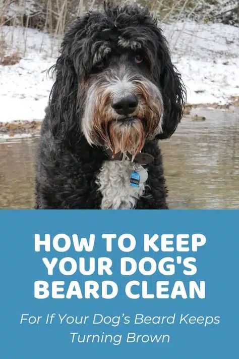 Why Is My Dog’s Beard Turning Brown? How to Keep Your Dog's Beard Clean - Doodle Doods Sheepadoodle Haircut, Bernedoodle Grooming, Shaggy Doodle Groom, Doodle Face Grooming, Doodle Grooming, Sheepadoodle Grooming Styles, Doodle Grooming Styles, Diy Doodle Grooming, Doodle Grooming Diy