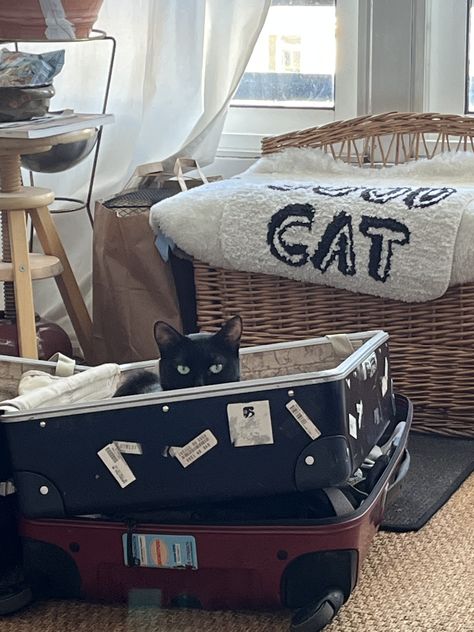 Black cat Ksenia in Paris travel with pets japanese suitcase Black Suitcase Aesthetic, Suitcase Cover, Cat Travel, Cat Aesthetic, Paris Travel, Suitcases, Pet Travel, Black Cat, Vision Board