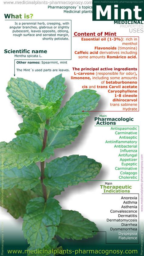 Infographic abstract properties and uses of Mint Mint Benefits, Sport Nutrition, Perennial Herbs, Healing Food, Healing Herbs, Medicinal Herbs, Medicinal Plants, Natural Medicine, Herbal Medicine