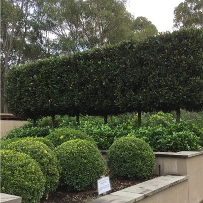 Pleached Hedge, Tree Hedge, Classic Garden Design, Laurel Hedge, Ball Topiary, Bay Laurel, Laurus Nobilis, Privacy Plants, South Street