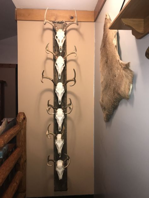 Deer Head Display Ideas, How To Display European Mounts, Displaying Deer Mounts, Deer Mount Display, Multiple European Mount Display, Deer Skull Display Ideas, Deer Skull Display, European Mount Decor Living Room, Deer Shed Display