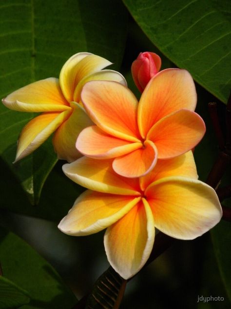 Fiori Frangipani, Flores Plumeria, Plumeria Care, Hawaiian Gardens, Long Blooming Perennials, Flower Lei, Magnolia Flowers, Watercolour Flowers, Plumeria Flowers