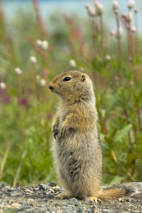 Ground Squirrel, Kingdom Animalia, Desert Life, Food Web, Animal Species, Rodents, Reptiles, Animals Wild, Animals