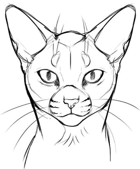 Cat Face Tutorial, Cat Face Drawing, Badass Drawings, Face Tutorial, Warrior Cats Series, Cat Drawing Tutorial, Cat Skeleton, Cats Art Drawing, Cat Anatomy