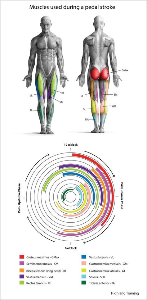 Take a detailed look at which muscles apply power during the phases of your pedal stroke. Then learn how to build those muscles to help you ride faster and stay injury free. Cycling Muscles, Bike Decor, Bowling Tips, Cycle Training, Bicycle Riding, Bike Training, Cycling Quotes, Cycling Tips, Triathlon Training