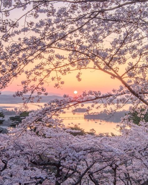 Japan Sunrise Aesthetic, Japan Sakura Aesthetic, Quite Pictures, Japan Background, Japan Place, Japan Tree, Aesthetic Sakura, Miyagi Prefecture, Sakura Aesthetic