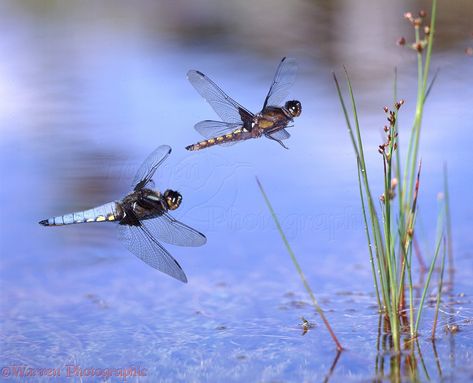 In Flight Photography, Dragonfly Quotes, Dragonfly Photography, Dragonfly Photos, Dragonfly Painting, Dark Paintings, Dragon Flies, Dragonfly Dreams, Pond Life