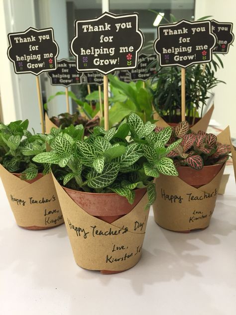 Small Plants Gift Ideas, Teachers Day Hamper Ideas, Teacher Gifts Plants, Small Gifts For Teachers Appreciation, Potted Plant Gift Ideas, Plant Gift For Teacher, Teacher Hamper Ideas, Plant Present Ideas, Plant Teacher Gift