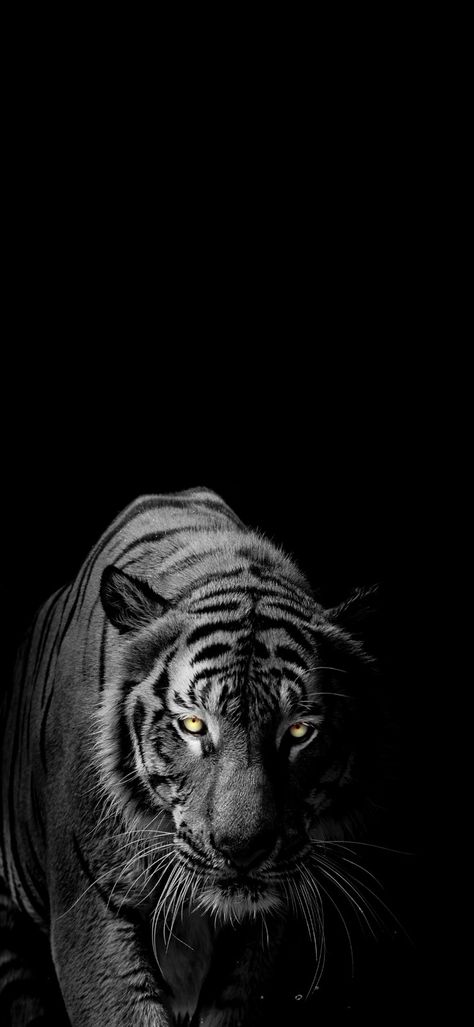 Wallpaper Tigre, Tiger Wallpaper Iphone, Brave Animals, Big Cats Photography, Gas Mask Art, Wild Animal Wallpaper, Tiger Artwork, Tiger Wallpaper, Lion Tattoo Design