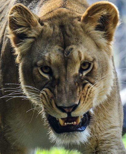 Very Angry. Lioness Face, Lion Reference Photo, Lion Snarl, Lion Reference Photography, Angry Lioness, Lioness Looking Up, Pet Lion Aesthetic, Lioness Snarling, Lioness Tattoo