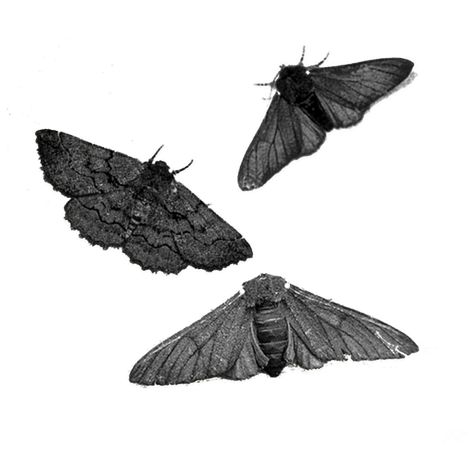 jorgerocha78:  “ Unknown (transparent)  ” Png Images For Editing, Grunge Png, Arte Grunge, Dark Wings, Moth Art, Minimalist Icons, Image Paper, Png Aesthetic, Png Icons