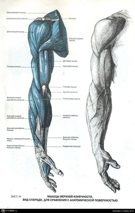 Anatomy Arm, Muscular Arm, Muscle Drawing, Arms Drawing, Muscle Arm, Muscles Anatomy, Drawing Arms, Arm Anatomy, 남성 근육