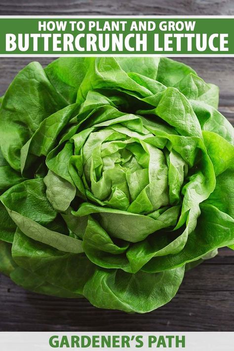 A close up vertical image of a freshly harvested 'Buttercrunch' lettuce set on a dark wooden surface. To the top and bottom of the frame is green and white printed text. Buttercrunch Lettuce, How To Harvest Lettuce, Grow Lettuce, Lettuce Seeds, Planting Guide, Growing Lettuce, Vegetable Garden Planning, Organic Vegetable Garden, Aromatic Plant