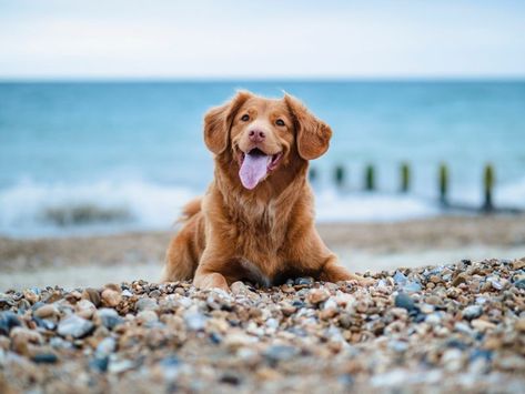 Excited Animals, Dog Probiotics, Dog Friendly Beach, Dog Playpen, Cute Dog Pictures, Dog Beach, Animal Hospital, Uk News, Happy Dogs