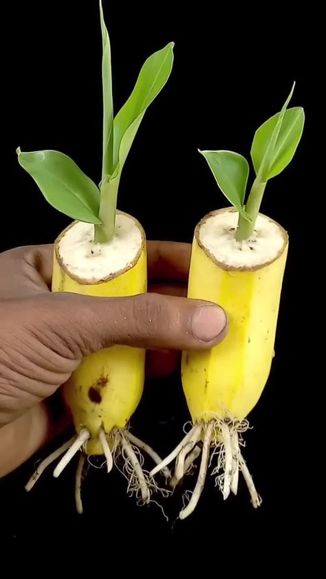 Potted Fruit Trees, How To Grow Bananas, Growing Vegetables In Pots, Garden Hacks Diy, Grafting Plants, Growing Fruit Trees, Small Vegetable Gardens, Plant Care Houseplant, Indoor Vegetable Gardening