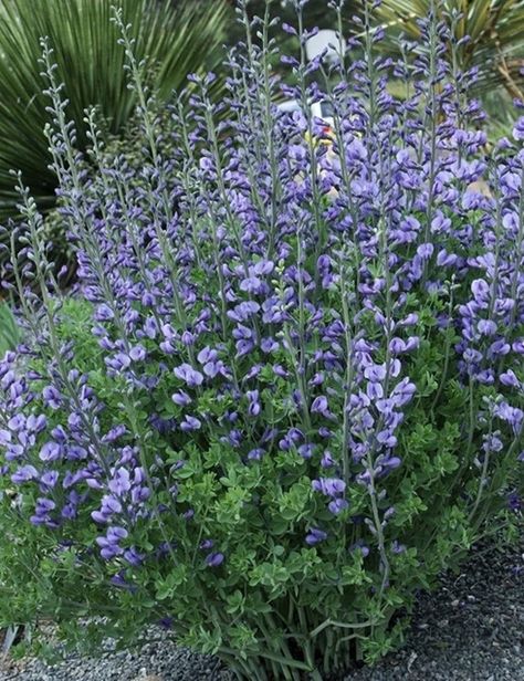 Baptisia Plant, Blue Flowering Plants, False Indigo, Baptisia Australis, Wild Indigo, Indigo Plant, Hillside Garden, Blue Bonnet, North Garden