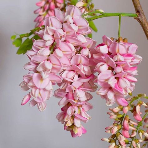 | P L A N T C L U B | Look at this stunning pink Wisteria. I blows my mind every time I look at it...and the smell is delicious! I highly recommend planting one in your garden. #oscarbotanicals #pinkwisteria #stunning #pink #wisteria #projectblak #collaboration #inspirationiseverywhere #nature #wonder #climber #perthgardens #perthgardening #wagardens #plantallthethings #plantalltheflowers #groweverything #strikethatplant #gardens #gardening #flowers #perthflorist #perthflowers Wisteria House, Kawaii Garden, Wisteria Trellis, Pink Wisteria, Dream Plants, House Concept, Pink Tattoo, Ren Fair, Floral Aesthetic