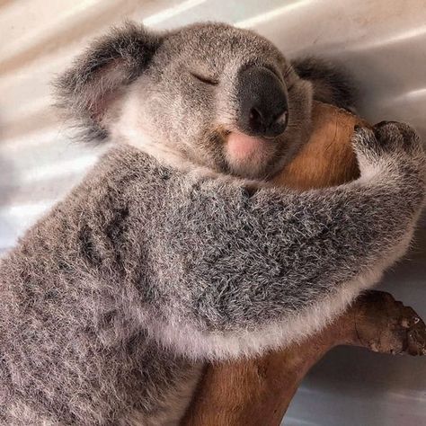 Koala Meme, Funny Koala, Zoo Babies, Baby Koala, Caption This, Daily Pictures, Australian Animals, Baby Animals Funny, Appaloosa