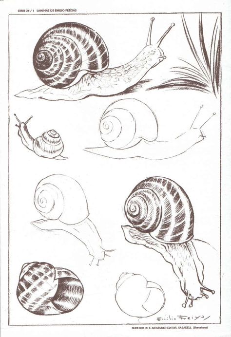 Shell Drawing, Back Drawing, Snail Art, Flower Line Drawings, Nature Sketch, Sketchbook Art Journal, Insect Art, Hand Art Drawing, Hand Art