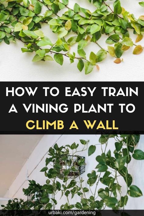 Climbing Pothos Wall, Plants On Hooks, Philodendron Climbing Wall, Long Plants Indoor, Indoor Plant Wall Trellis, Pothos Climbing Ideas Bedroom, Pothos Climbing Wall, Pothos Wall Climbing Ideas, Vine Plants Indoor Climbing