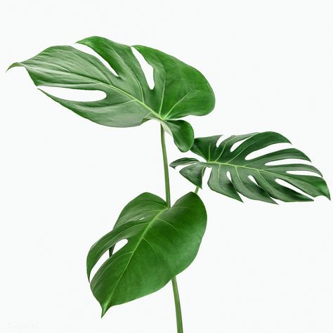 Monstera delicosa plant leaf on a white background mockup | premium image by rawpixel.com / Teddy Rawpixel Plants Reference, Split Leaf Philodendron, Plant Reference, Plant Png, Leaf Png, Leaf Photography, Philodendron Monstera, Monstera Leaves, Monstera Plant