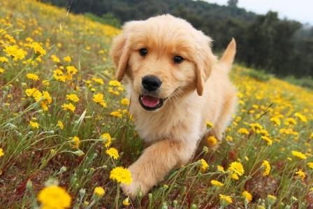 Cute Golden retriever pup | Flickr - Photo Sharing! Perros Golden Retriever, Golden Retriever Mix, 골든 리트리버, Fox Terriers, A Golden Retriever, Golden Retriever Puppy, Retriever Puppy, Puppy Pictures, Retriever Dog