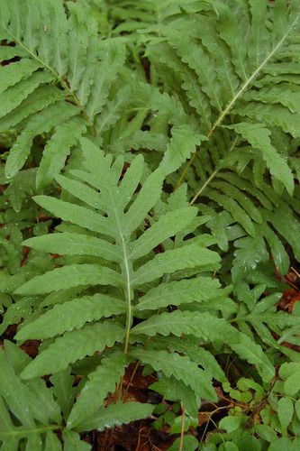 Fern Photo, Sensitive Fern, Wetland Plants, Leaves Photography, Leaf Photography, Zone 7, Native Garden, Woodland Garden, Outdoor Inspirations