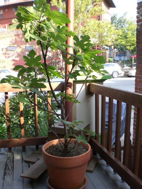 CIMG3962 Growing Fig Trees, Design Garden Ideas, Philly Food, Fig Trees, Growing Fruit Trees, Urban Heat Island, South Philly, Wood Mulch, Fresh Figs