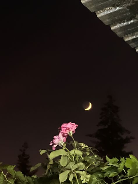 Moon aesthetic/ rose aesthetic/ moon at night/ sky aesthetic Moon Cherry Blossom, Instagram Profile Pic, Ocean At Night, Aesthetic Roses, Night Flowers, Travel Pictures Poses, Rosé Aesthetic, Night Pictures, Best Poses For Pictures