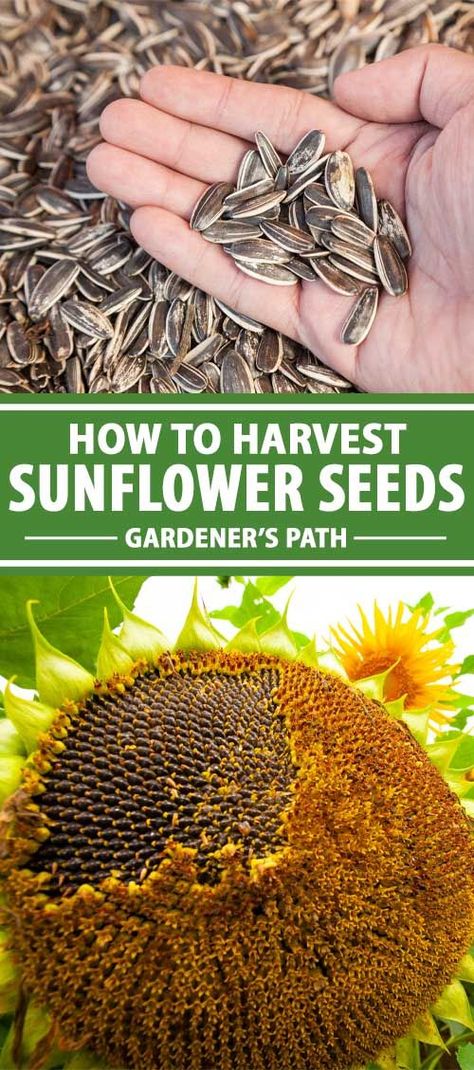 Harvesting Sunflower Seeds To Eat, Saving Sunflower Seeds, How To Harvest Sunflowers, How To Harvest Sunflower Seeds To Eat, How To Save Sunflower Seeds, How To Dry Out Sunflowers For Seeds, Sunflower Seed Harvesting, When To Harvest Sunflowers, How To Dry Sunflower Seeds