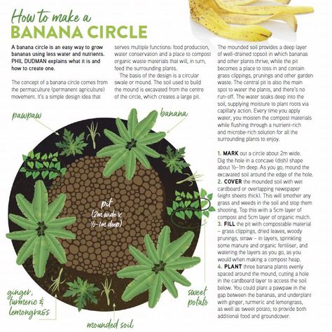 Banana Circle Permaculture, Tropical Permaculture Design, Banana Tree Guild, Permaculture Florida, Banana Circle, Tropical Permaculture, Papaya Tree, Food Forest Garden, Guerrilla Gardening