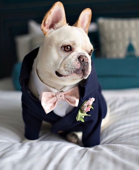 French Bulldog Wedding Outfit, French Bulldog Wedding, Steamboat Wedding, Cream French Bulldog, Wedding Dogs, Bulldog Clothes, Dog Tuxedo, Wedding Pets, Terrier Puppy