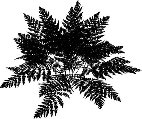 Fern silhouette. Detailed silhouette of a fern plant on a white background #Sponsored , #PAID, #AFFILIATE, #silhouette, #white, #background, #Detailed Fern Silhouette, Plant Silhouette, Black Nature, Vector Silhouette, Free Printable Art, Fern Plant, Vintage Graphic Design, Background Illustration, Art Music